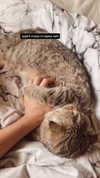 karin_orhov Altpins Profile Picture