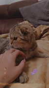 karin_orhov Altpins Profile Picture