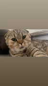 karin_orhov Altpins Profile Picture
