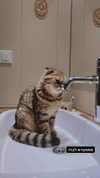 karin_orhov Altpins Profile Picture