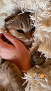 karin_orhov Altpins Profile Picture