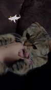 karin_orhov Altpins Profile Picture
