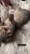 karin_orhov Altpins Profile Picture