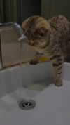karin_orhov Altpins Profile Picture