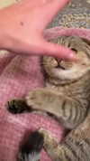 karin_orhov Altpins Profile Picture
