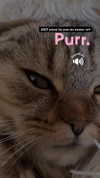 karin_orhov Altpins Profile Picture