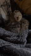 karin_orhov Altpins Profile Picture