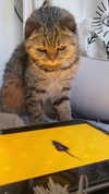 karin_orhov Altpins Profile Picture