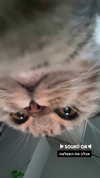 karin_orhov Altpins Profile Picture