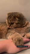 karin_orhov Altpins Profile Picture