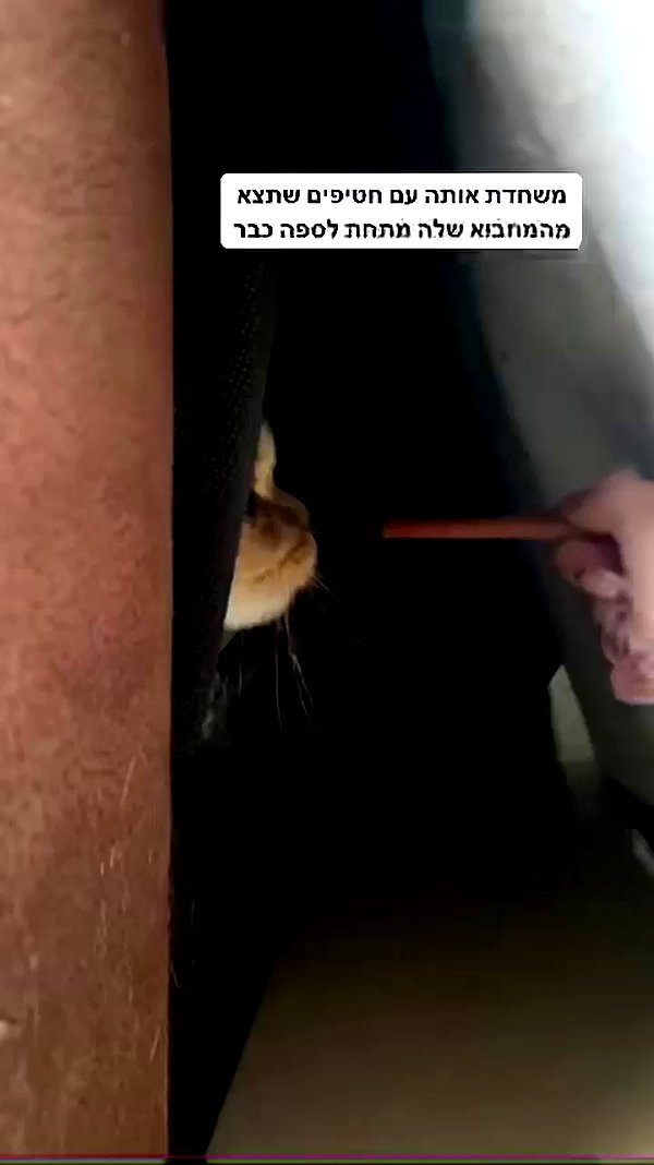 karin_orhov archive video preview