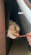 karin_orhov Altpins Profile Picture