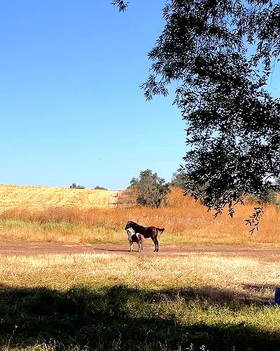 efrat_elmalich efrat_elmalich archive video