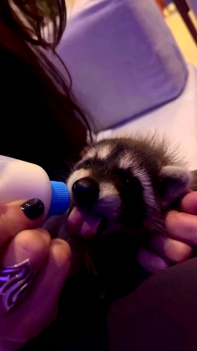 seilorkittyofficial seilorkittyofficial archive video