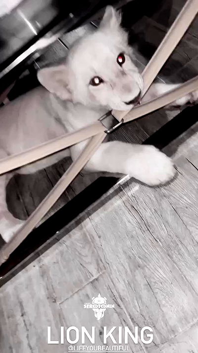 seilorkittyofficial seilorkittyofficial archive video