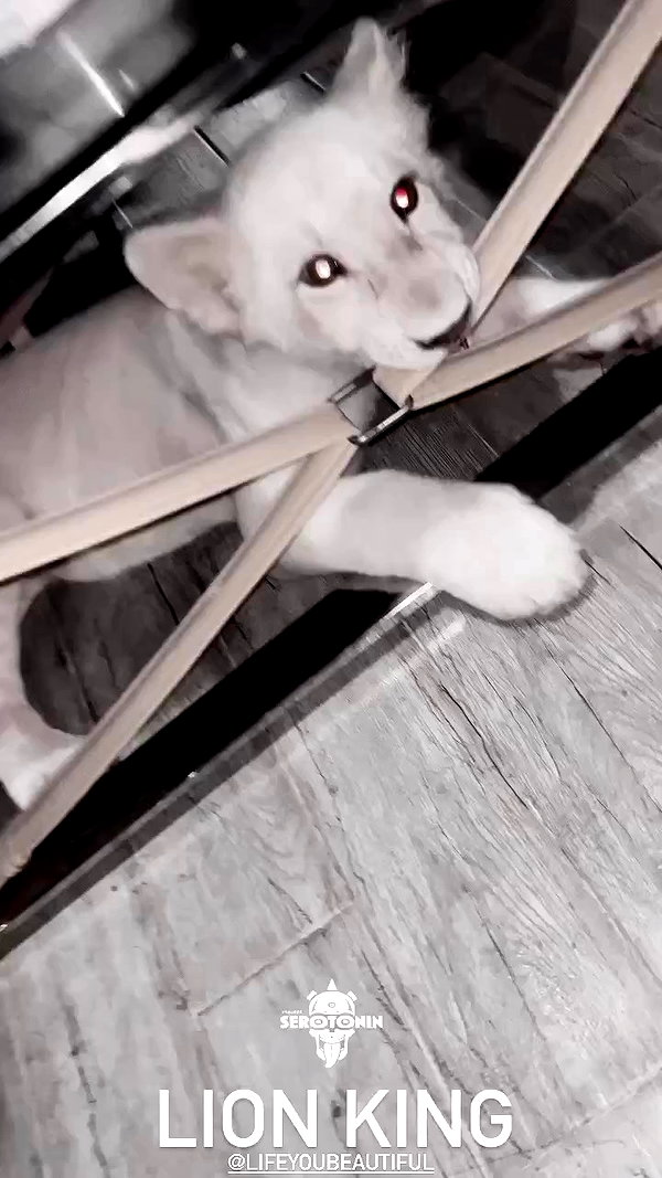 seilorkittyofficial archive video preview