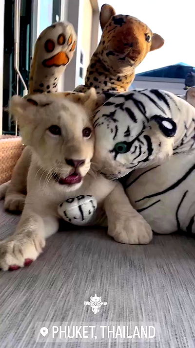 seilorkittyofficial seilorkittyofficial archive video