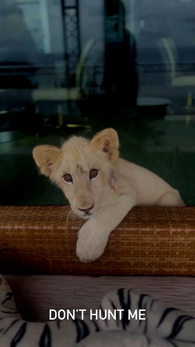 seilorkittyofficial seilorkittyofficial archive video