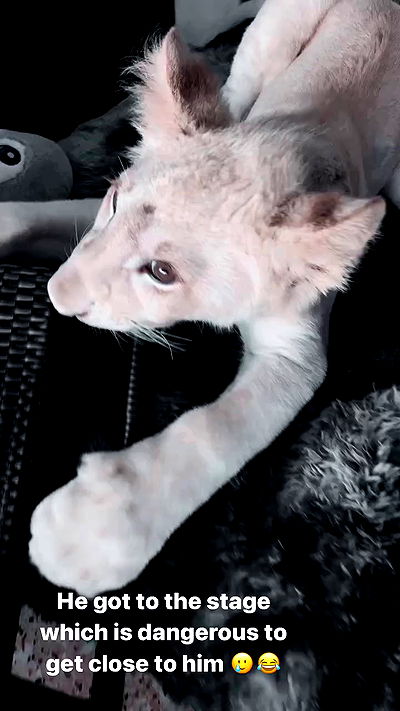 seilorkittyofficial seilorkittyofficial archive video