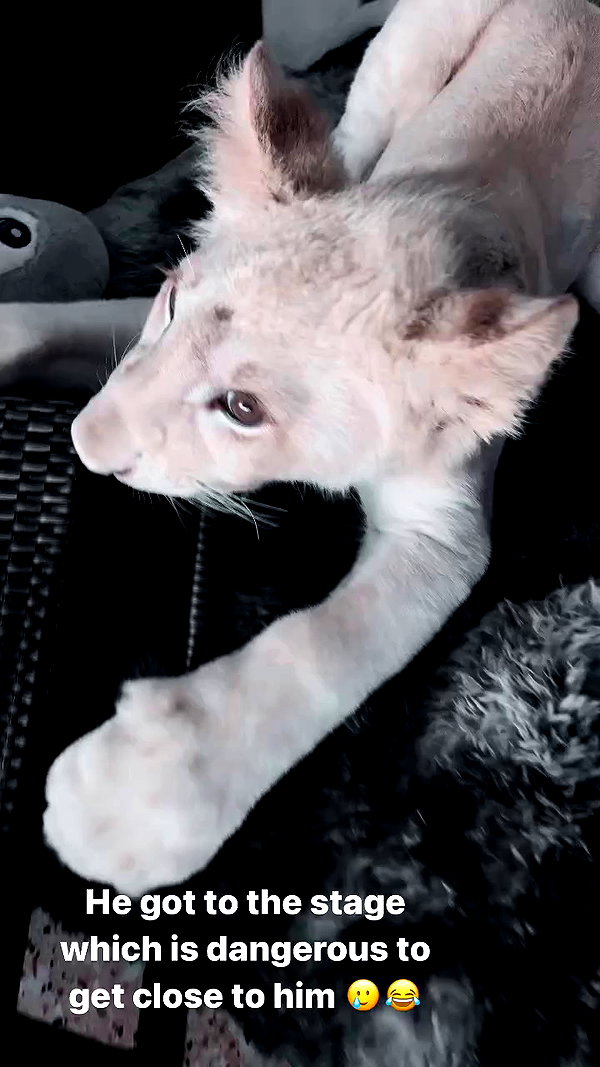 seilorkittyofficial archive video preview