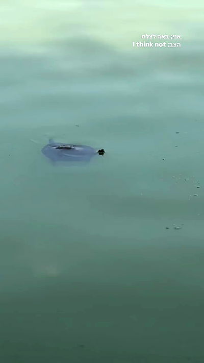 biton__adi biton__adi archive video