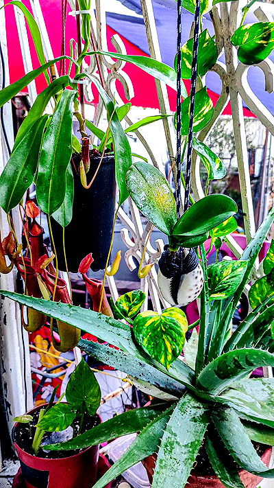 1justsabi 1justsabi archive video