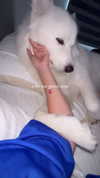 dianavgalvis Altpins Profile Picture