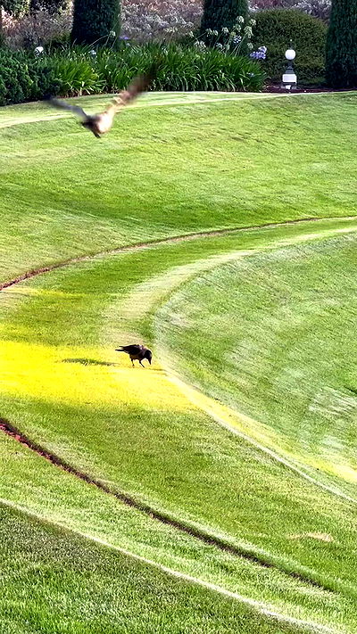 yaelxyazdi yaelxyazdi archive video