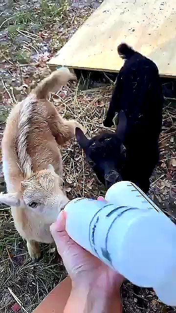 sophieraiin sophieraiin archive video