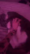 charleygrayyy Altpins Profile Picture