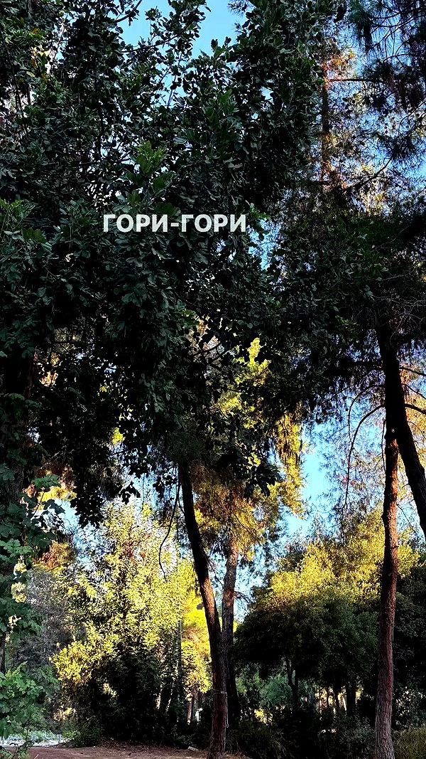 avitalll._ archive video preview