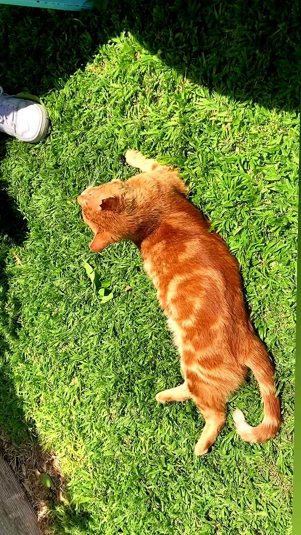 shanikaneko archive video preview