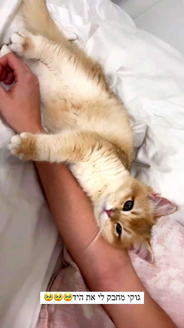 itsilanosh archive video preview