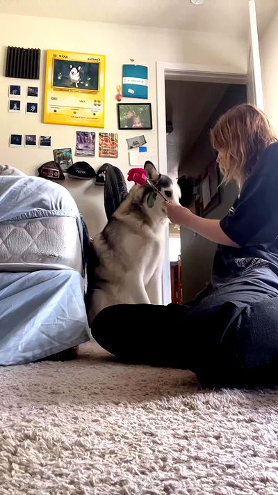 _animechika_ _animechika_ archive video