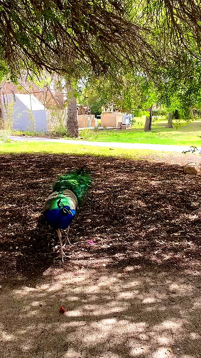 dustheadd dustheadd archive video