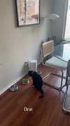 sydney_melman Altpins Profile Picture