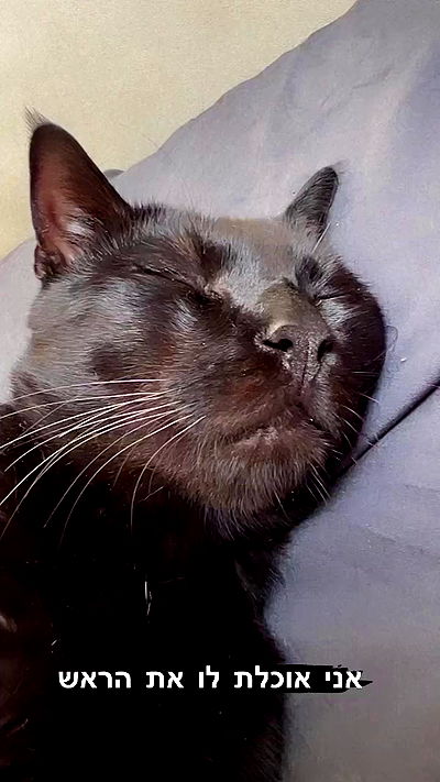 rebecka_tsadok rebecka_tsadok archive video