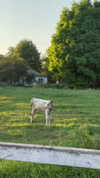 elliesorokin Altpins Profile Picture