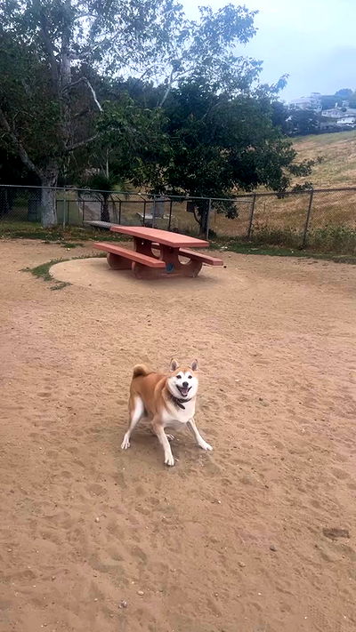 zommmbri zommmbri archive video