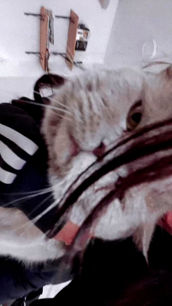 hellokittyangel666 archive video preview