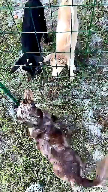 sophieraiin sophieraiin archive video