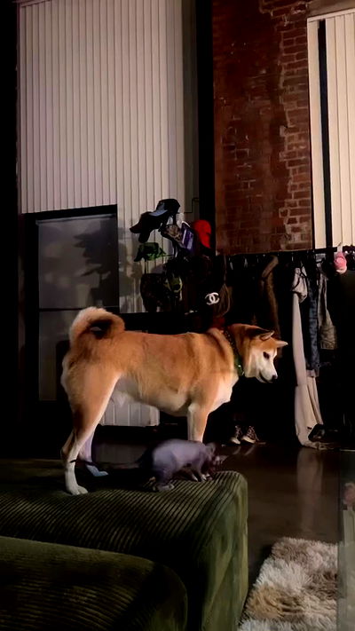 zommmbri zommmbri archive video