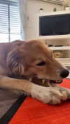 amyeett Altpins Profile Picture