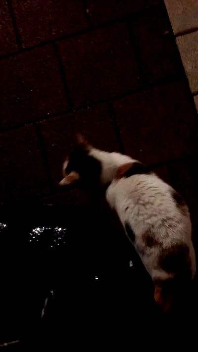 romy_ayalla_lavi romy_ayalla_lavi archive video