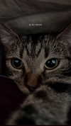 ogphos Altpins Profile Picture