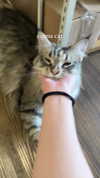 kitsunee.___ Altpins Profile Picture
