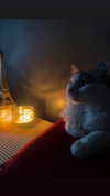 jxsselin_ Altpins Profile Picture