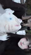 lsdxsx Altpins Profile Picture