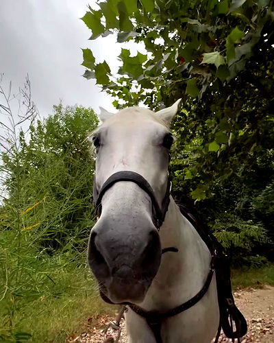 norafawn norafawn archive video