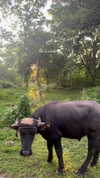 noa_mendel_ Altpins Profile Picture